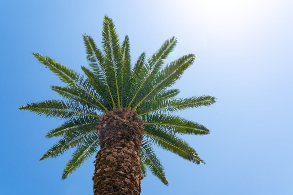 palm-tree-against-the-blue-sky-2025-07-01-05-57-57-utc-min
