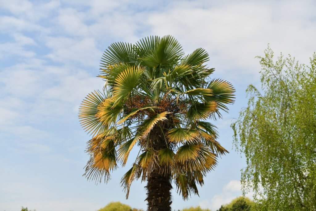 palm-tree-against-the-sky-2024-12-02-10-33-20-utc-min